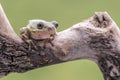 American Green Tree Frog, Hyla Cinerea, perched on a branch, against a soft green background. Royalty Free Stock Photo