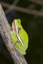 American green tree frog (Hyla cinerea) portrait. Royalty Free Stock Photo