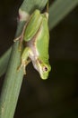 American green tree frog (Hyla cinerea) portrait. Royalty Free Stock Photo