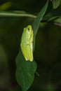 American green tree frog Royalty Free Stock Photo