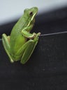 American Green Tree Frog Hyla cinerea in Texas Royalty Free Stock Photo