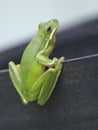 American Green Tree Frog Hyla cinerea in Texas Royalty Free Stock Photo