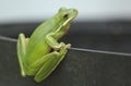 American Green Tree Frog Hyla cinerea in Texas Royalty Free Stock Photo