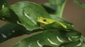 American Green Tree Frog Hyla cinerea in Texas Royalty Free Stock Photo