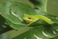 American Green Tree Frog Hyla cinerea in Texas Royalty Free Stock Photo