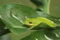 American Green Tree Frog Hyla cinerea in Texas Royalty Free Stock Photo