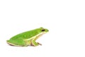 American green tree frog Royalty Free Stock Photo