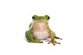 American green tree frog Royalty Free Stock Photo