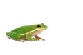 American green tree frog Royalty Free Stock Photo