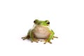 American green tree frog Royalty Free Stock Photo