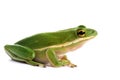 American green tree frog (Hyla cinerea) Royalty Free Stock Photo