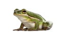 American green tree frog, isolated Royalty Free Stock Photo