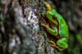 American green tree frog.Little green amphibian on vegetation in summer nature from front view.animal closeup