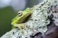 American Green Tree Frog on moss branch Royalty Free Stock Photo