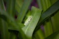 American Green Tree Frog Royalty Free Stock Photo