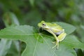 American Green Tree Frog on a Sweetgum leaf, Hyla cinerea