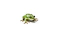 American green tree frog. Royalty Free Stock Photo