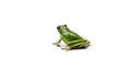 American green tree frog. Royalty Free Stock Photo