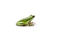 American green tree frog. Royalty Free Stock Photo