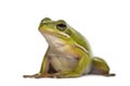 American green tree frog,