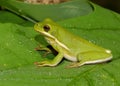 American green treefrog Royalty Free Stock Photo