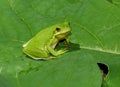 American green treefrog Royalty Free Stock Photo