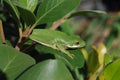 American Green Treefrog on large leaf Royalty Free Stock Photo