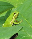 American green treefrog Royalty Free Stock Photo