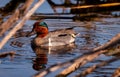 American Green Wing Teal Duck Royalty Free Stock Photo