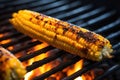 american grilling corn on charcoal barbecue