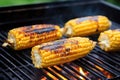 american grilling corn on charcoal barbecue