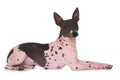 American hairless terrier on white background