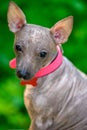 American Hairless Terrier dog with bright pink collar close-up portrait