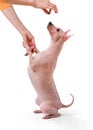 American Hairless Terrier dog looking up at female hands with treat isolated on white background Royalty Free Stock Photo