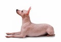 American Hairless Terrier dog lying down isolated on white background