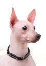 American Hairless Terrier dog portrait close-up with black choker isolated on white background