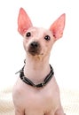 American Hairless Terrier dog portrait close-up with black choker on white background