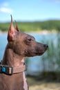 American Hairless Terrier dog portrait in profile close-up on summer lake with green shores blurred background