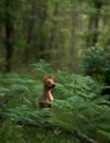 An American Hairless Terrier dog sits amidst lush ferns in the forest.