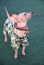 American hairless terrier dressed in khaki jumpsuit with gray pink collar standing on green background