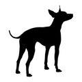 American Hairless Terrier. Silhouette