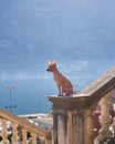 American Hairless Terrier sits perched on an ornate stone baluster Royalty Free Stock Photo