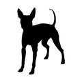 American Hairless Terrier. Silhouette