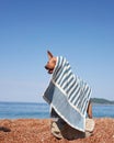 An American Hairless Terrier dog wrapped in a towel gazes at the sea.