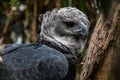 American harpy eagle close up Royalty Free Stock Photo