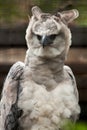 American harpy eagle Royalty Free Stock Photo