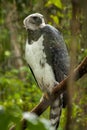 American harpy eagle - harpia harpyja - Brazil Royalty Free Stock Photo