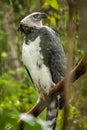 American harpy eagle - harpia harpyja Royalty Free Stock Photo