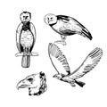 American harpy eagle. Sketch illustration