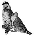 American Harpy Eagle, vintage illustration